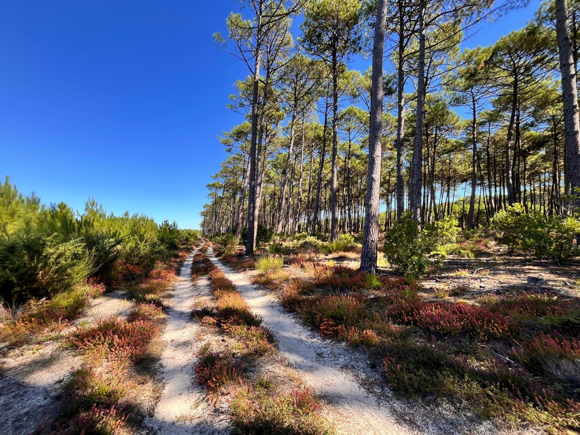 La Bergerie Des Landes Vila Lit-et-Mixe Exterior foto